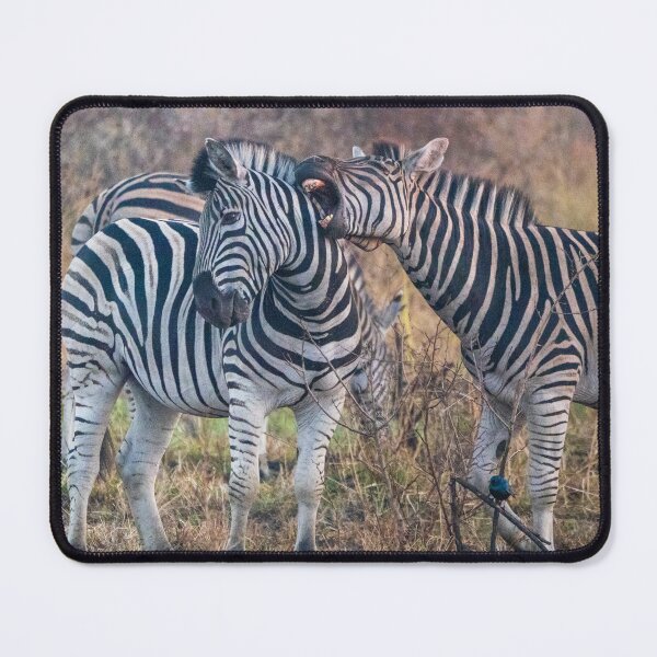 Item preview, Zebra in Kruger National Park, South Africa designed and sold by Gilmore Photography.