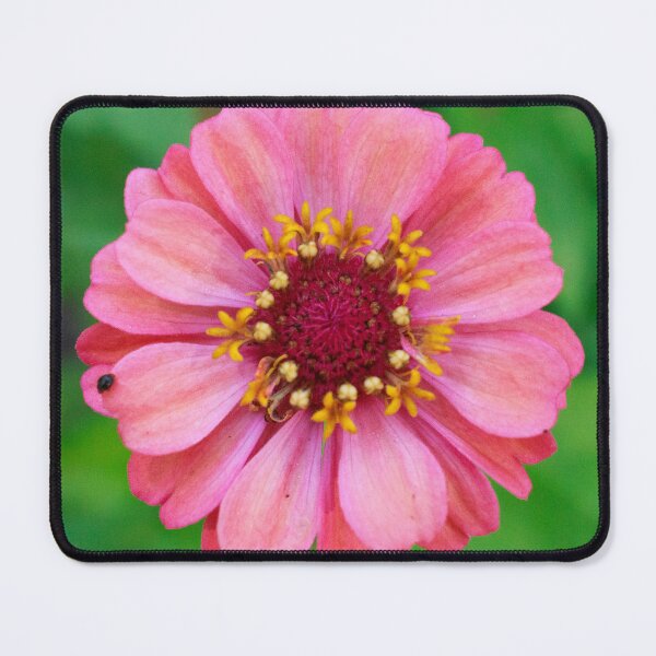 Item preview, Pink Zinnia with Little Bug designed and sold by PhotoArtbyGrace.