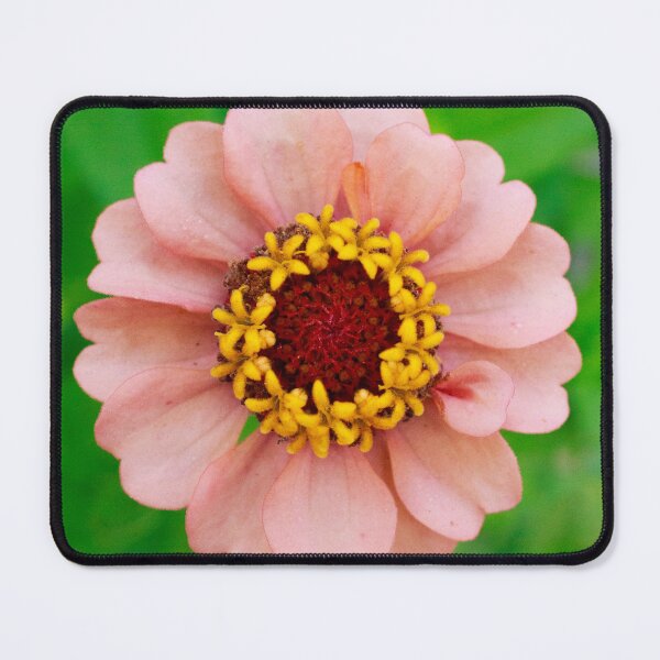 Item preview, Pastel Peach Zinnia designed and sold by PhotoArtbyGrace.