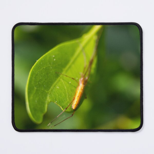 Item preview, long-jawed orb weaver designed and sold by ROSE ANN BANILAR.
