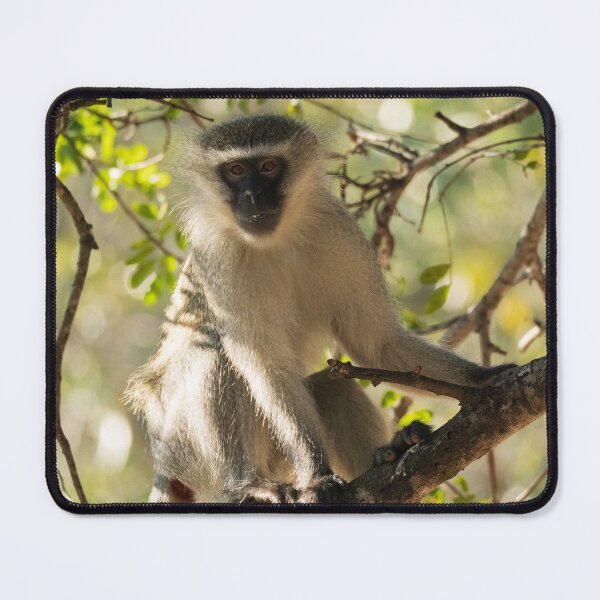 Item preview, Cheeky vervet monkey perched in a tree designed and sold by Gilmore Photography.