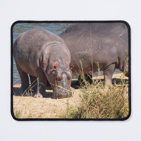 Item preview, Hippos in Kruger National Park designed and sold by Gilmore Photography.
