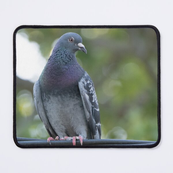 Item preview, Pigeon on a wire designed and sold by Gilmore Photography.