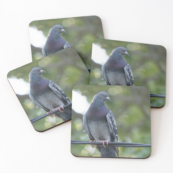 Item preview, Pigeon on a wire designed and sold by Gilmore Photography.