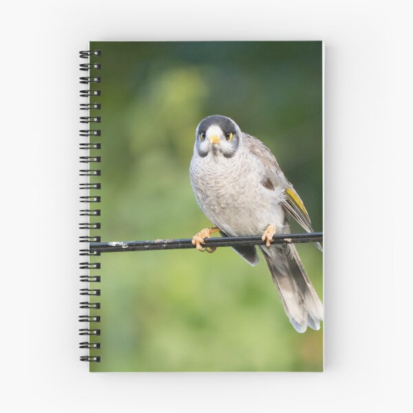 Item preview, Angry noisy miner designed and sold by Gilmore Photography.