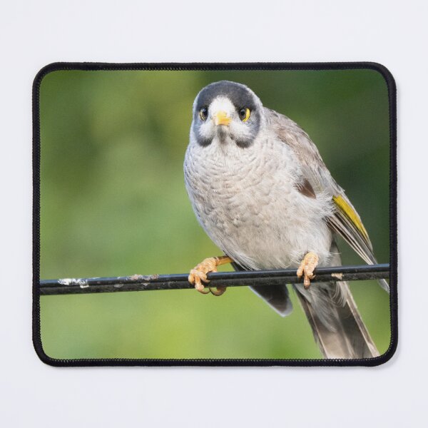 Item preview, Angry noisy miner designed and sold by Gilmore Photography.