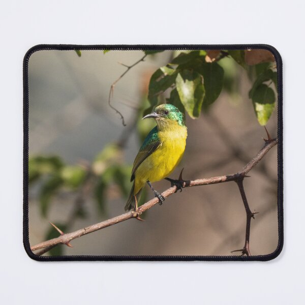 Item preview, A collared sunbird in Kruger National Park designed and sold by Gilmore Photography.