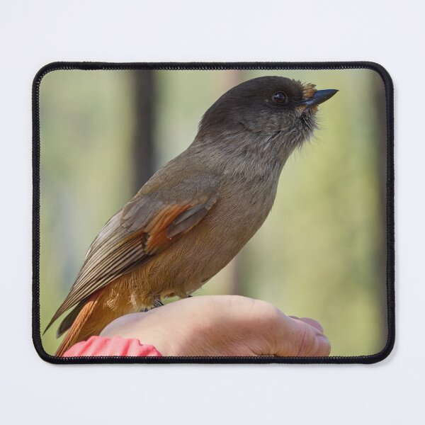 Item preview, Hands on. Siberian jay designed and sold by Jouko Lehto Photography.