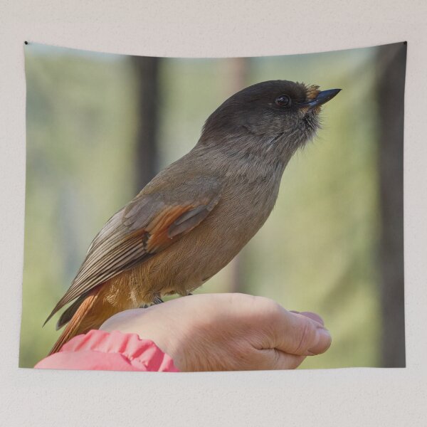 Item preview, Hands on. Siberian jay designed and sold by Jouko Lehto Photography.
