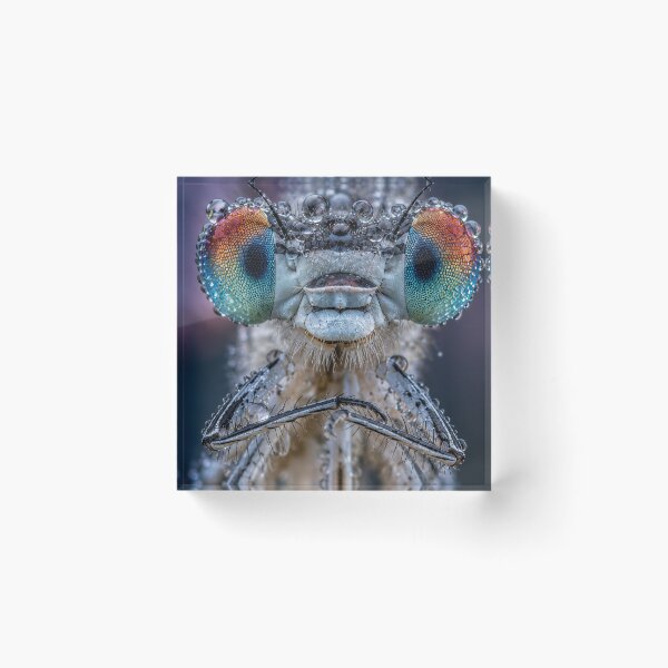 Item preview, Tropical Enter Shikari Band bBanana Delight designed and sold by Laibexplorphoto.