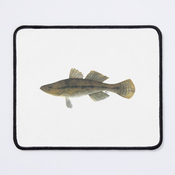 Item preview, Bigmouth Sleeper (Gobiomorus Dormitor) designed and sold by matthe-lopez.