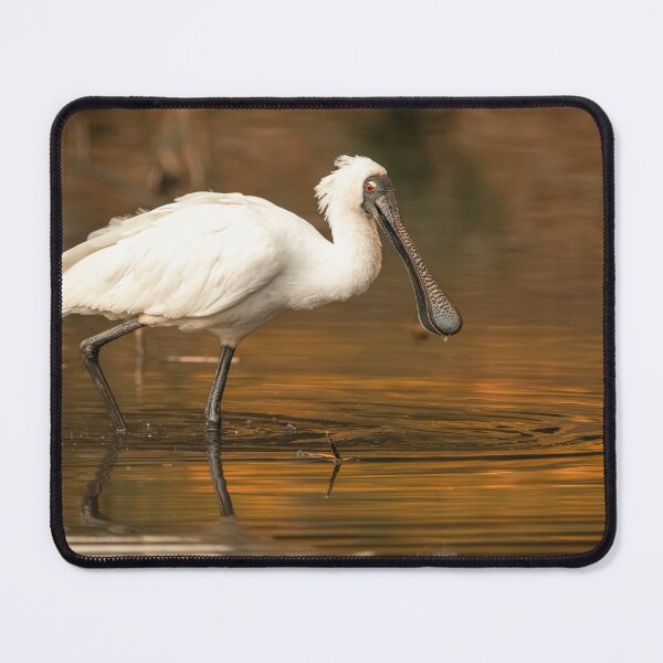 Item preview, Royal Spoonbill designed and sold by robdanimalphotography.