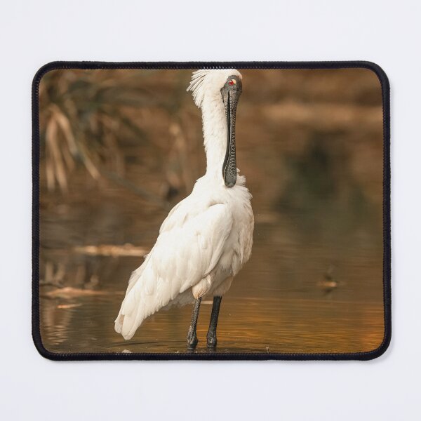 Item preview, Royal Spoonbill designed and sold by robdanimalphotography.