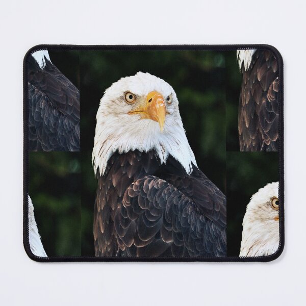 Item preview, vr 4080 / finition 2026 : Fête Médiévales " Aigle Royal " 86 - France par Okaio Créations - Olavia-Olao designed and sold by o.okaïo.