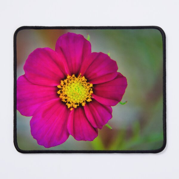 Item preview, Magenta Cosmos Bloom designed and sold by JEZ22.
