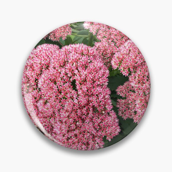 Item preview, Pink Sedum Flowers with Bees in Bloom designed and sold by pinkal.