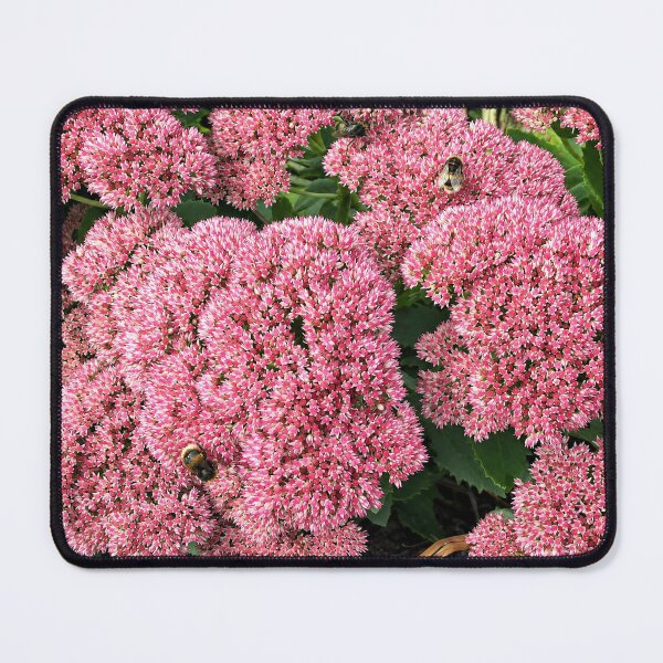 Item preview, Pink Sedum Flowers with Bees in Bloom designed and sold by pinkal.