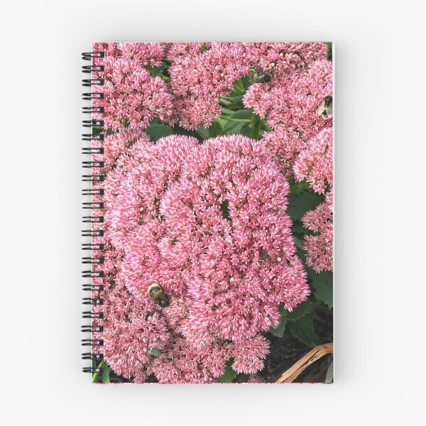 Item preview, Pink Sedum Flowers with Bees in Bloom designed and sold by pinkal.