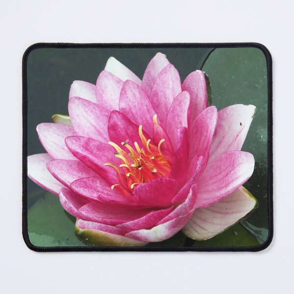 Item preview, Pink Water Lily Blooming on Pond Water designed and sold by pinkal.