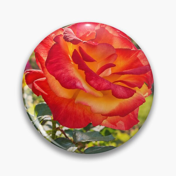 Item preview, Elegant Red and Orange Rose Flower Botanical Nature Design designed and sold by Wild Bloom Paws.