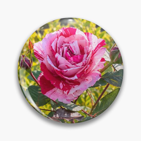 Item preview, Pink and White Rose with Buds Botanical Floral Nature Design designed and sold by Wild Bloom Paws.