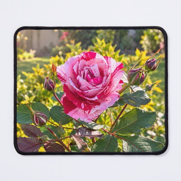Item preview, Pink and White Rose with Buds Botanical Floral Nature Design designed and sold by Wild Bloom Paws.