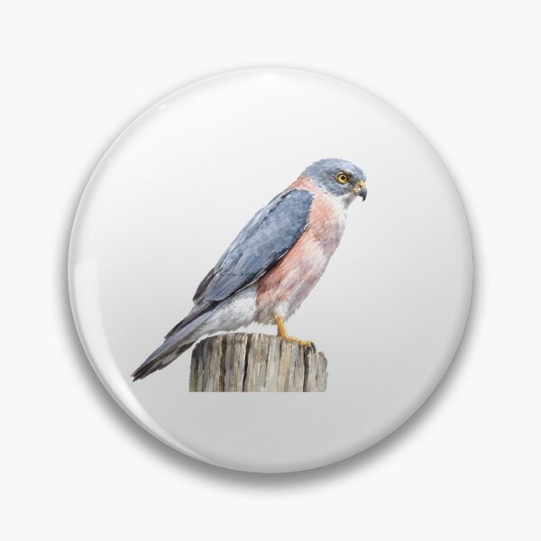 Item preview, Fiji Goshawk (Tachyspiza rufitorques) designed and sold by HOMETOWN86.
