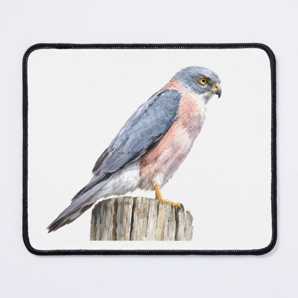 Item preview, Fiji Goshawk (Tachyspiza rufitorques) designed and sold by HOMETOWN86.