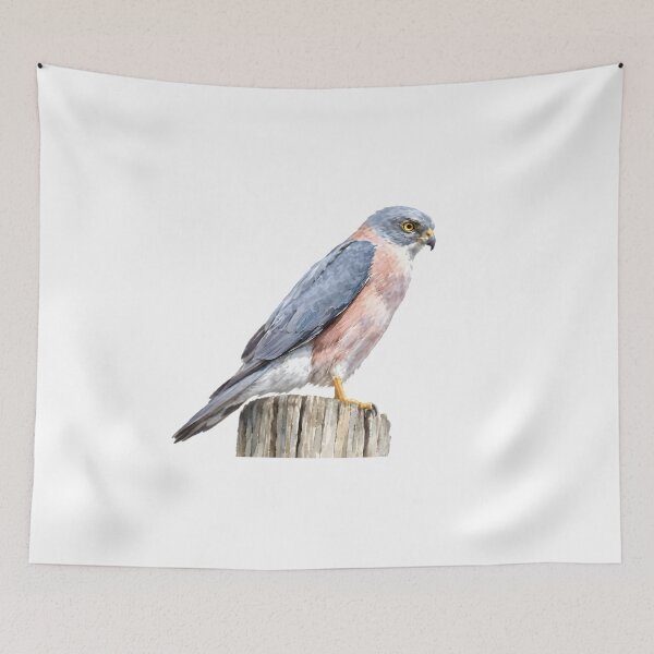 Item preview, Fiji Goshawk (Tachyspiza rufitorques) designed and sold by HOMETOWN86.