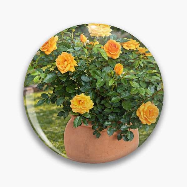 Item preview, Golden Yellow Rose Garden in Terracotta Pot designed and sold by Wild Bloom Paws.