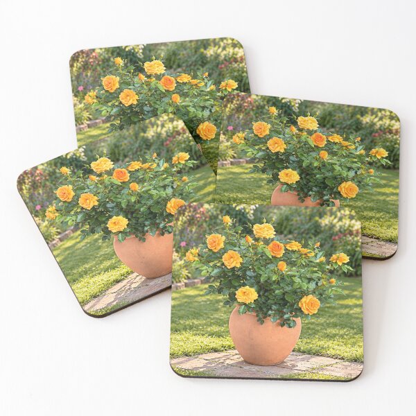 Item preview, Golden Yellow Rose Garden in Terracotta Pot designed and sold by Wild Bloom Paws.