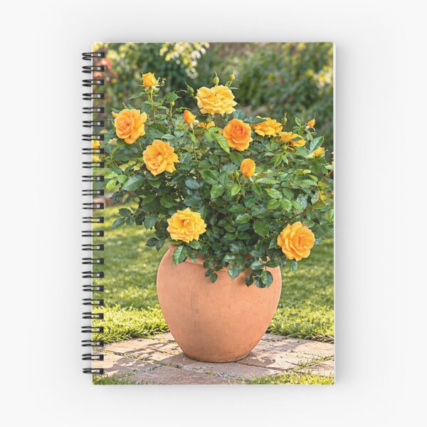 Item preview, Golden Yellow Rose Garden in Terracotta Pot designed and sold by Wild Bloom Paws.