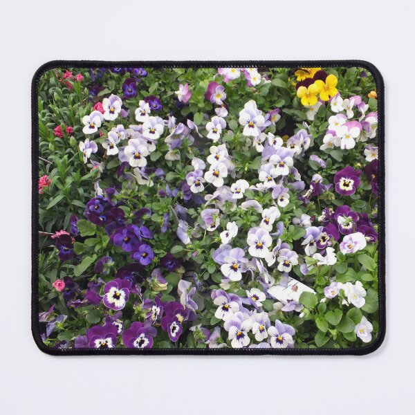Item preview, Colorful Pansies and Violas in Garden Bloom designed and sold by pinkal.