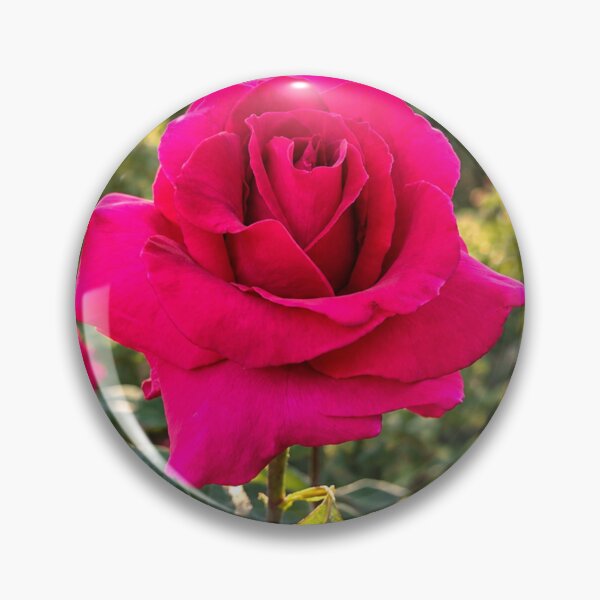 Item preview, Vibrant Fuchsia Rose in Bloom designed and sold by Wild Bloom Paws.