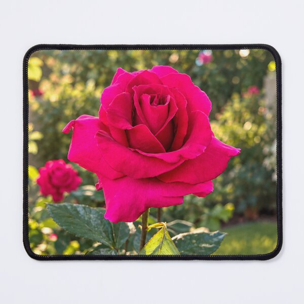Item preview, Vibrant Fuchsia Rose in Bloom designed and sold by Wild Bloom Paws.