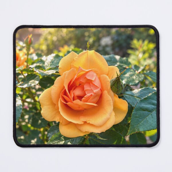 Item preview, Golden Orange Rose in Full Bloom designed and sold by Wild Bloom Paws.