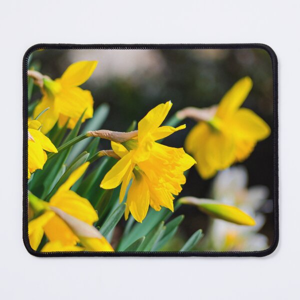 Item preview, Yellow Daffodils Blooming Spring Garden Botanical Photo designed and sold by Dzulo.