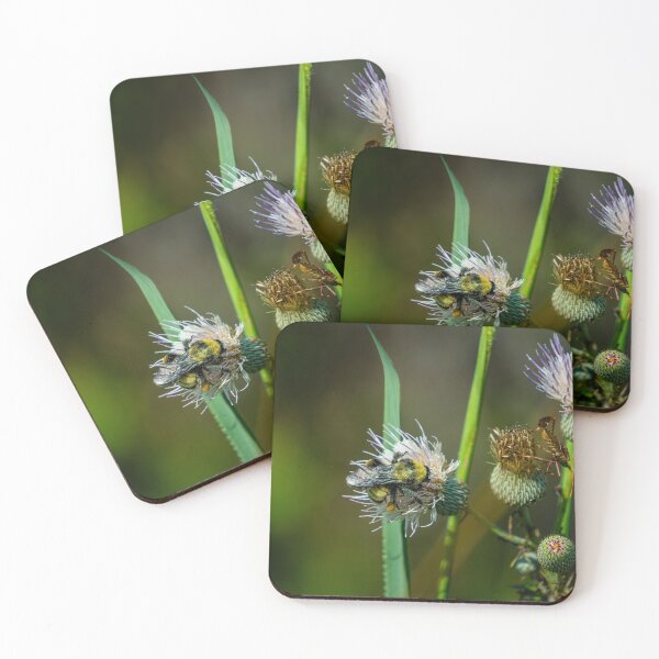 Item preview, Bee on a Flower designed and sold by TinyDinoDesigns.