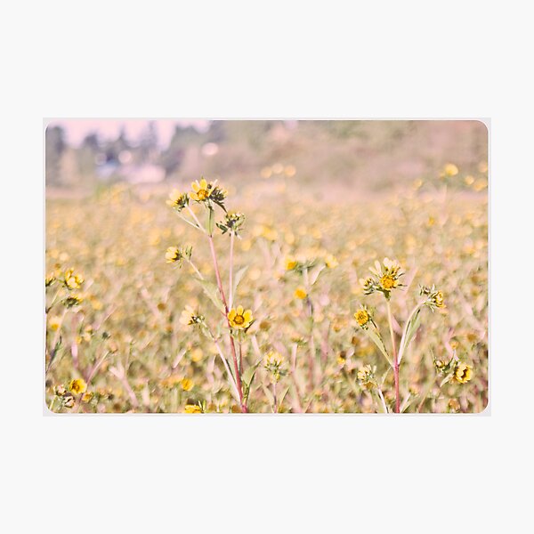 Item preview, Field of Gold designed and sold by nikkidahl.