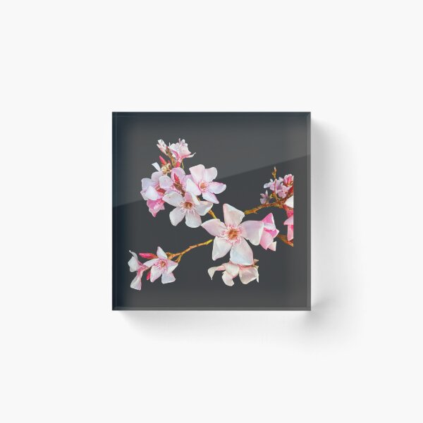 Item preview, Soft Pink Oleander Blossoms - Isolated Botanical Branch Art designed and sold by BalkanBloomArt.