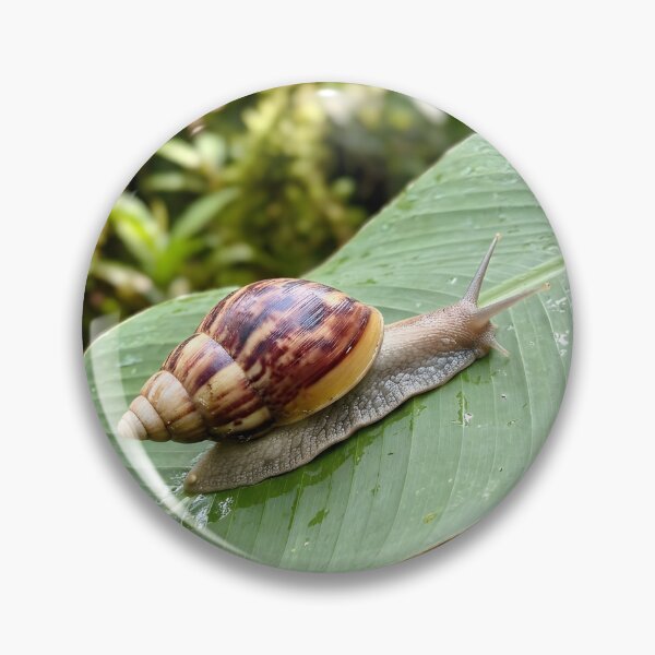 Item preview, Striped Land Snail Exploring Green Tropical Leaf designed and sold by dandiboass.