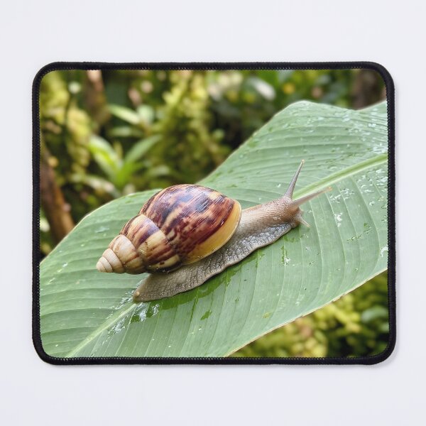 Item preview, Striped Land Snail Exploring Green Tropical Leaf designed and sold by dandiboass.