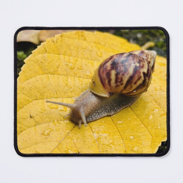 Item preview, Curious Garden Snail On Dewy Yellow Leaf designed and sold by dandiboass.