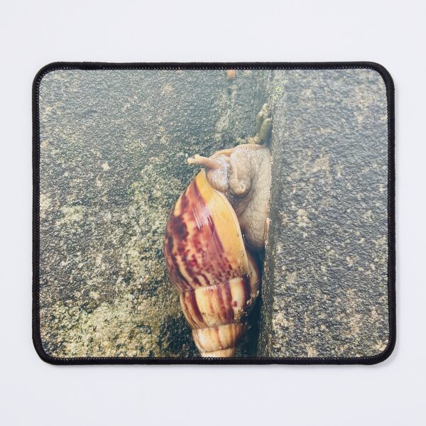Item preview, Giant Land Snail Resting In Concrete Wall designed and sold by dandiboass.
