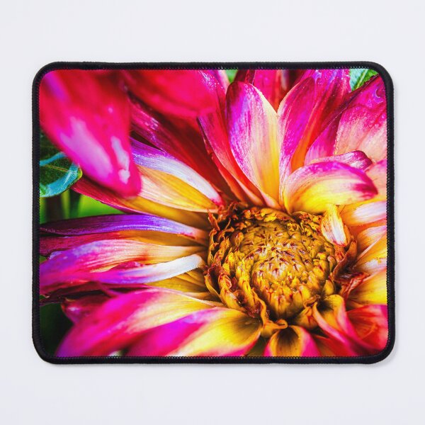 Item preview, Dahlia Rainbow designed and sold by Jim Love.