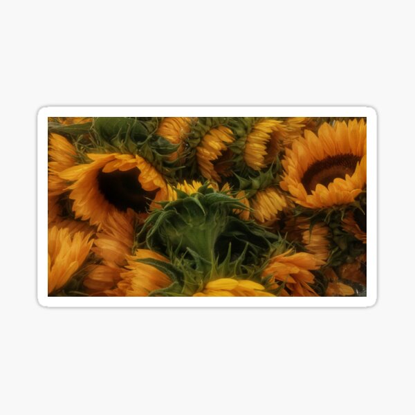 Bunch of Sunflowers Sticker
