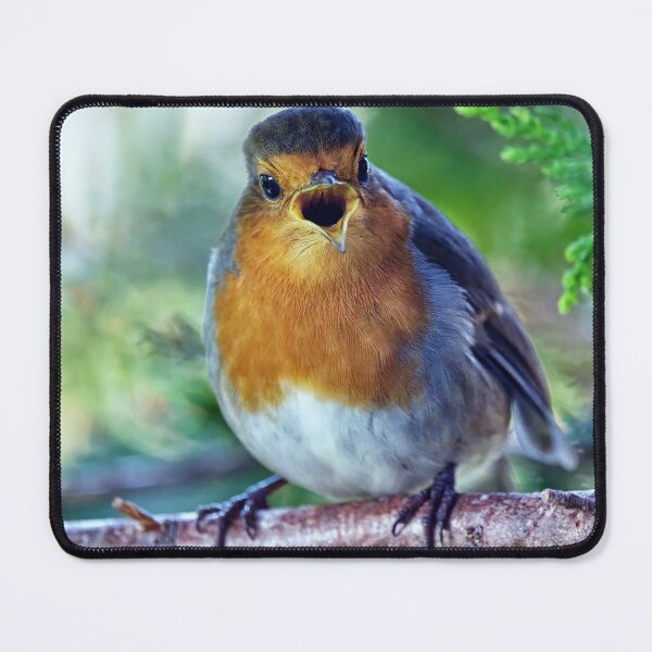 Item preview, Robin Redbreast designed and sold by Tom McPherson Photography.