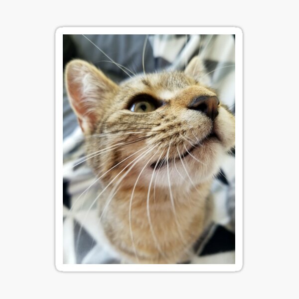 Tiger Lily is the cats whiskers Sticker