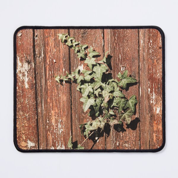 Item preview, Ivy Growing on a Wooden Fence in Scotland designed and sold by thisreverie.