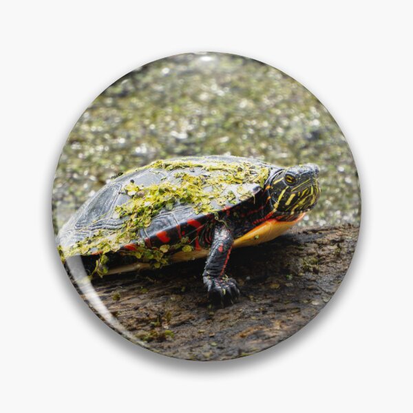 Item preview, Grumpy Turtle designed and sold by TinyDinoDesigns.